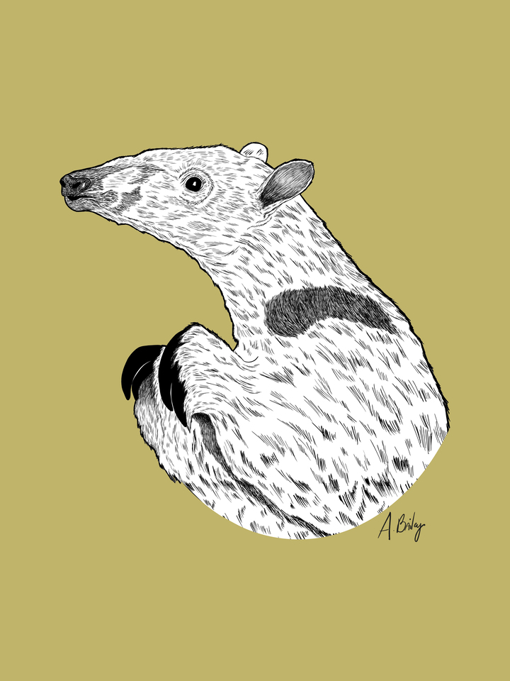 Anteater 