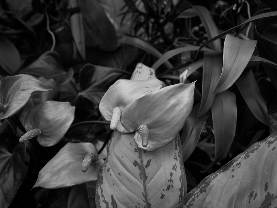 Peace Lillies in Black and White