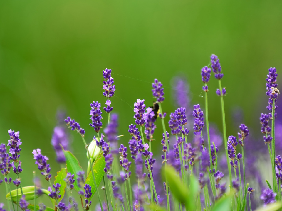 Purple Lavender, Green Backdrop