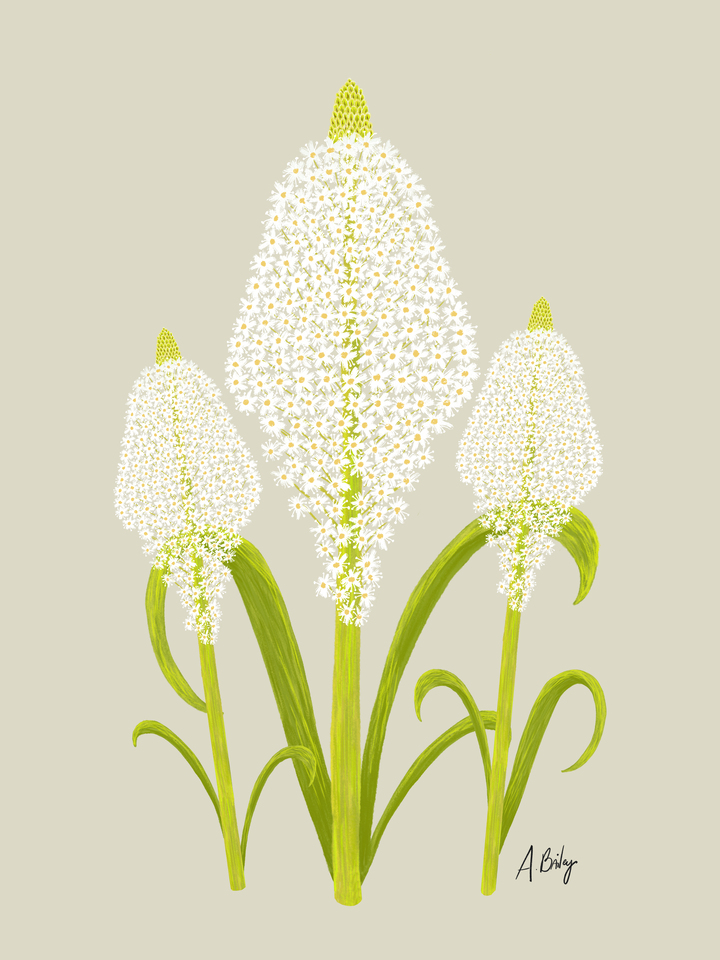 Beargrass Trio