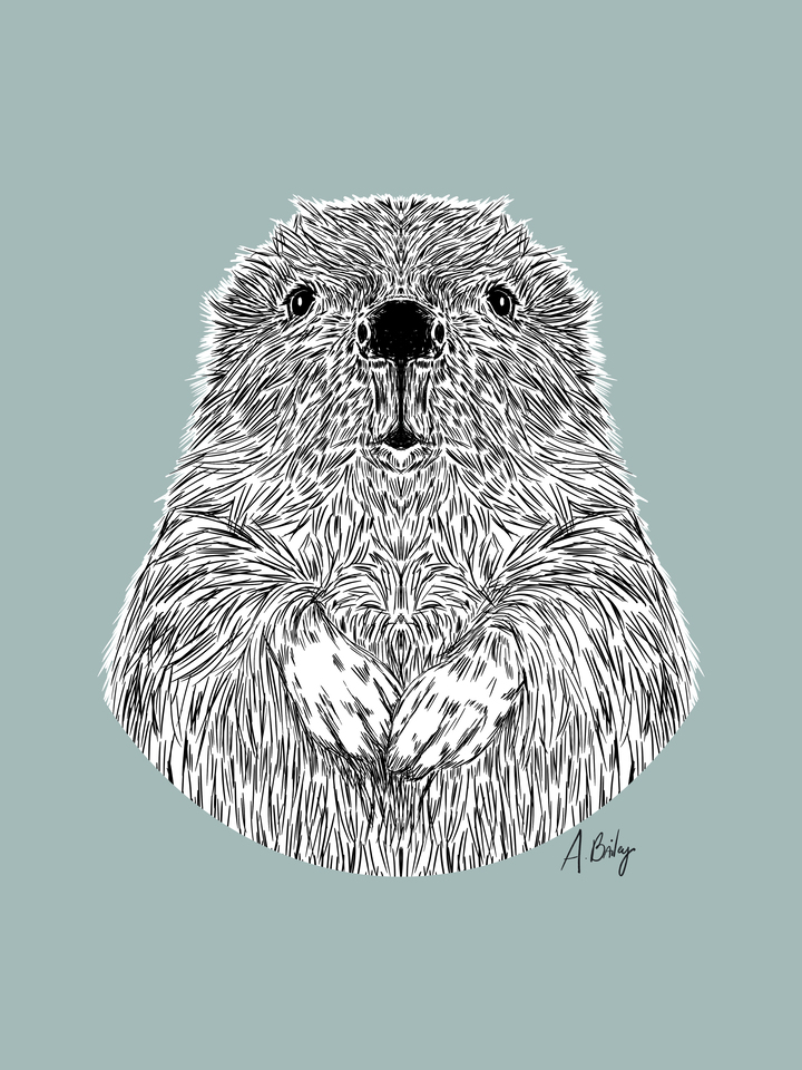 Baby Beaver