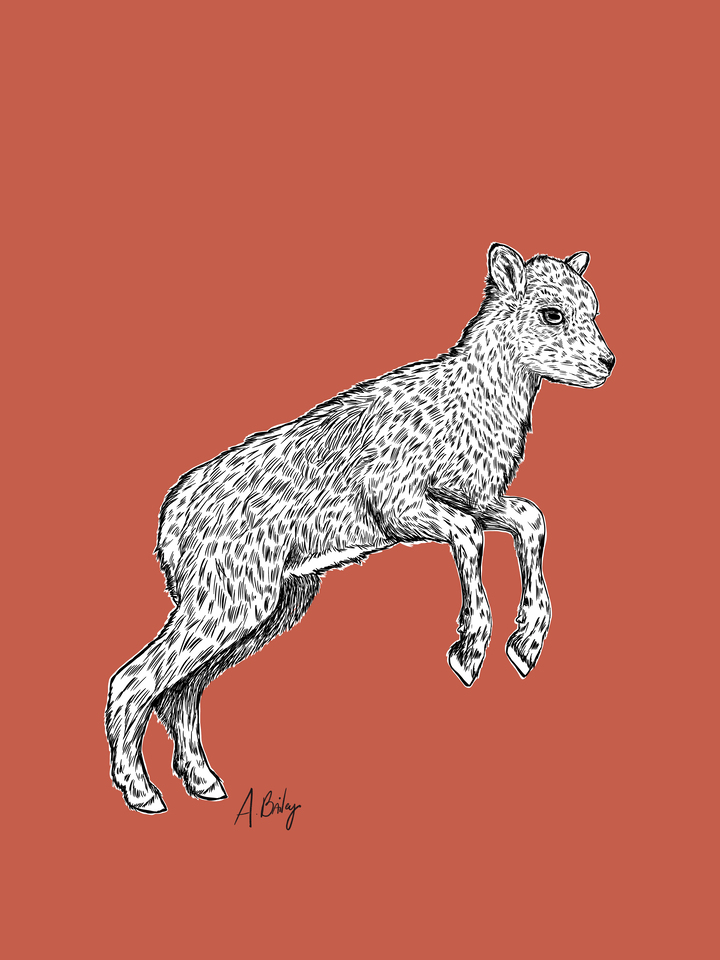 Baby Bighorn Sheep