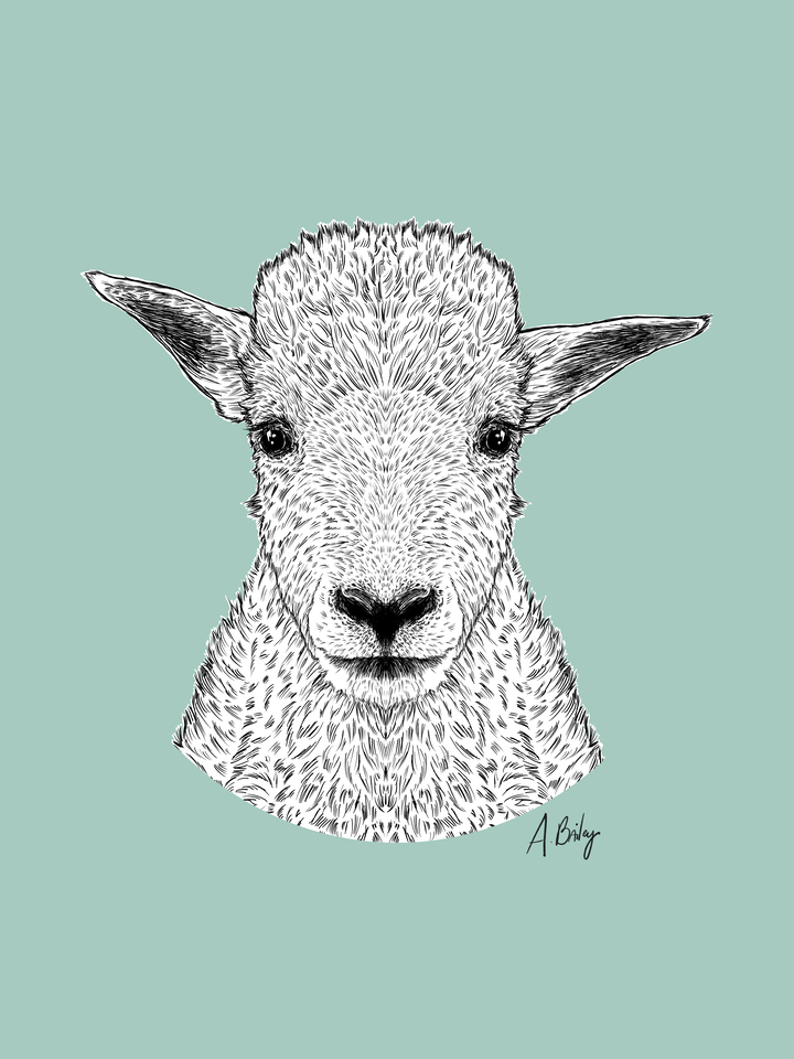 Baby Mountain Goat