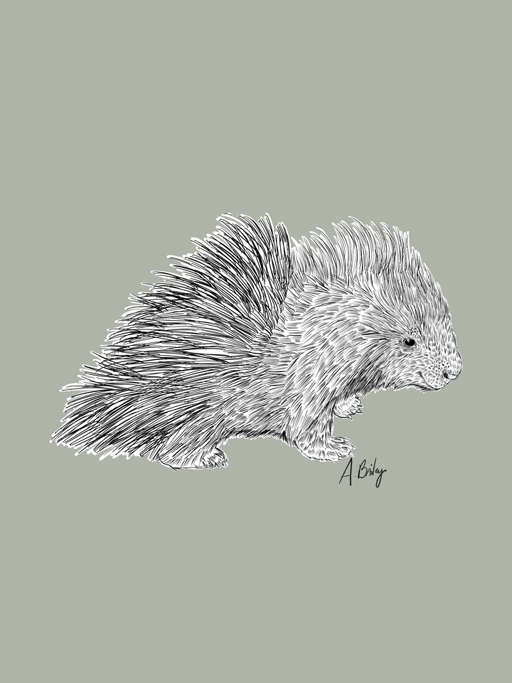 Baby Porcupine