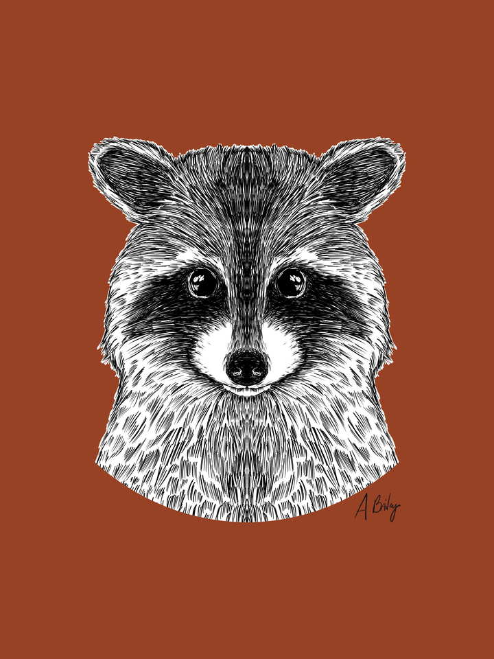Baby Raccoon