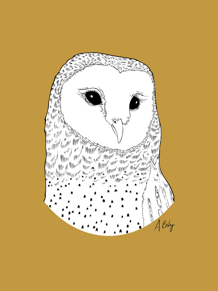 Barn Owl