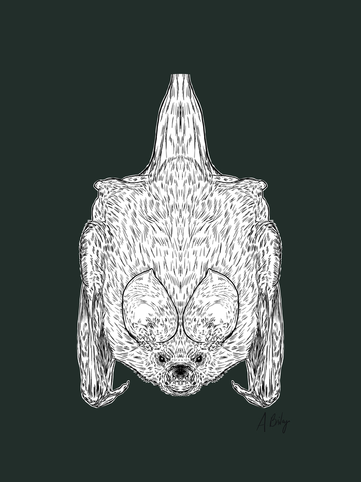 Bat