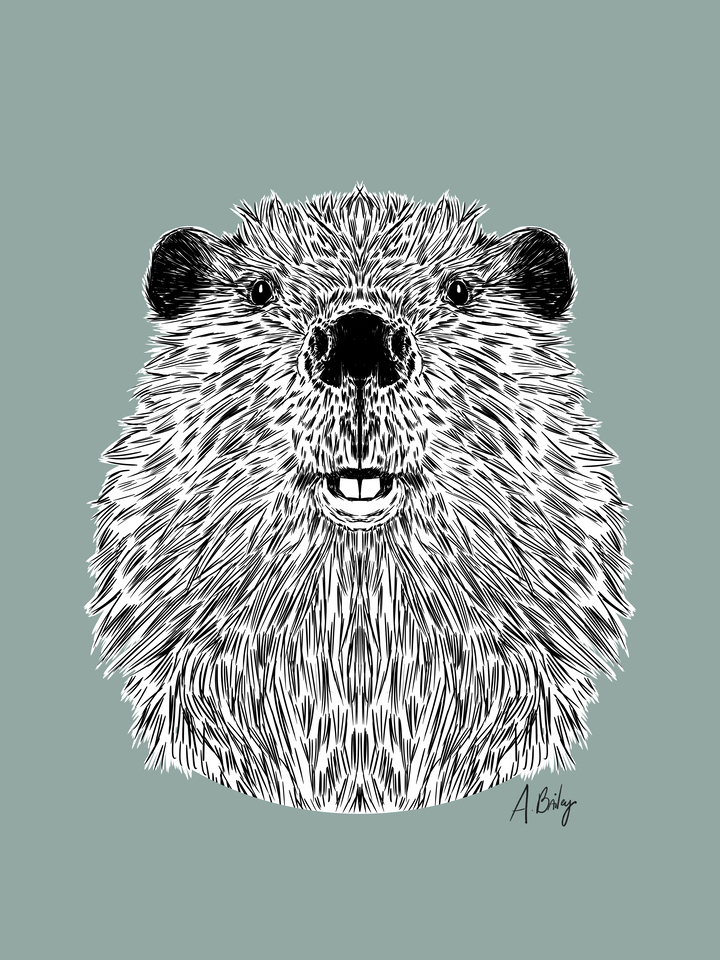 Beaver