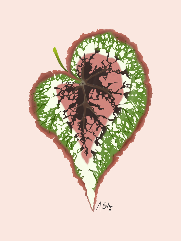 Begonia Rex Leaf