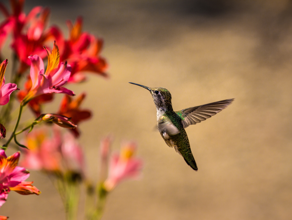 Hummingbird in flight