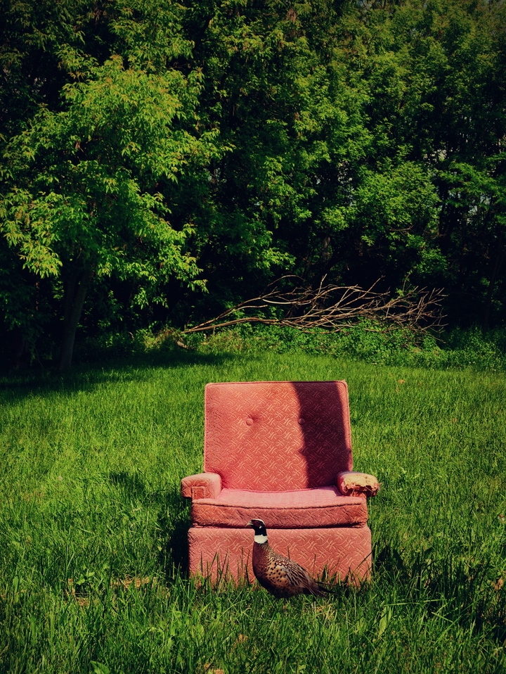 Pink Chair Pheasant