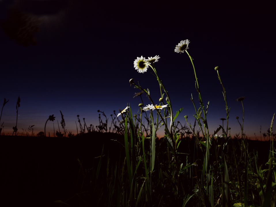 Night Daisies