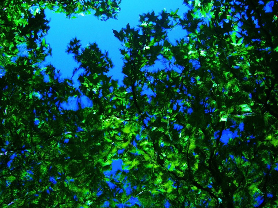 green trees  / blue  sky