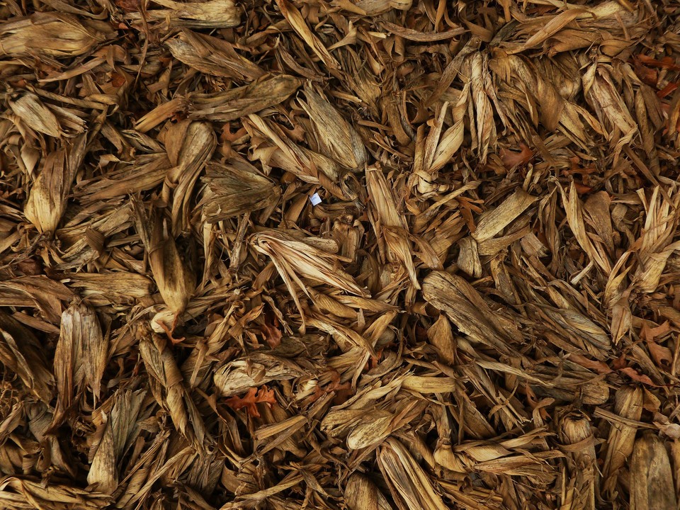 cORN