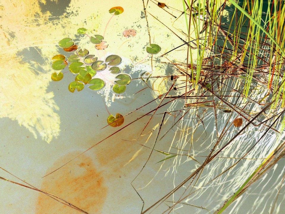 pond