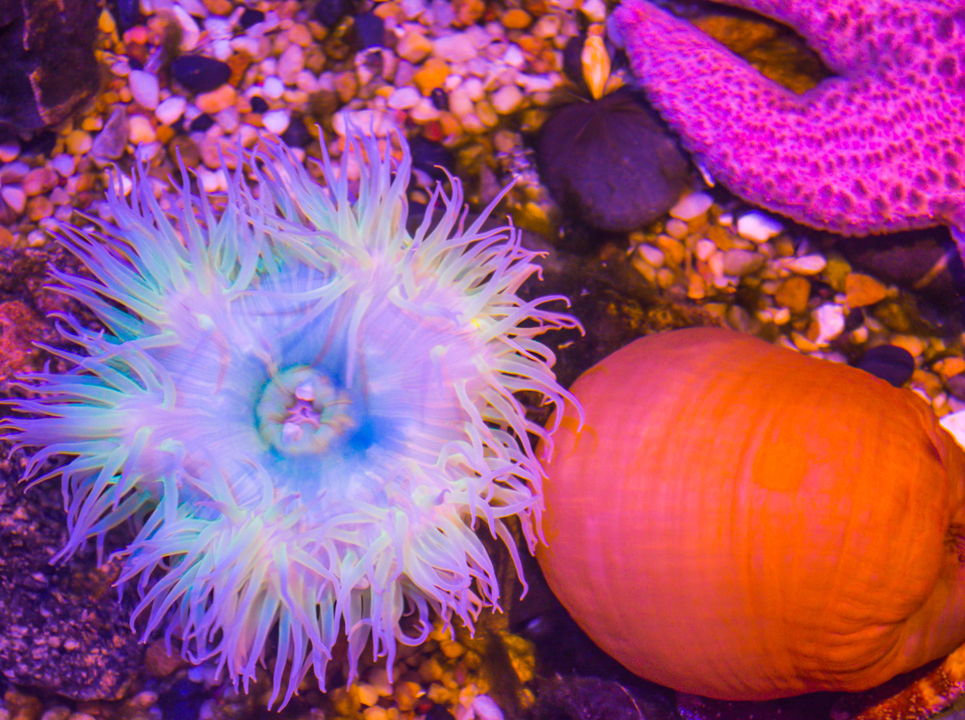 Anemone and Friends