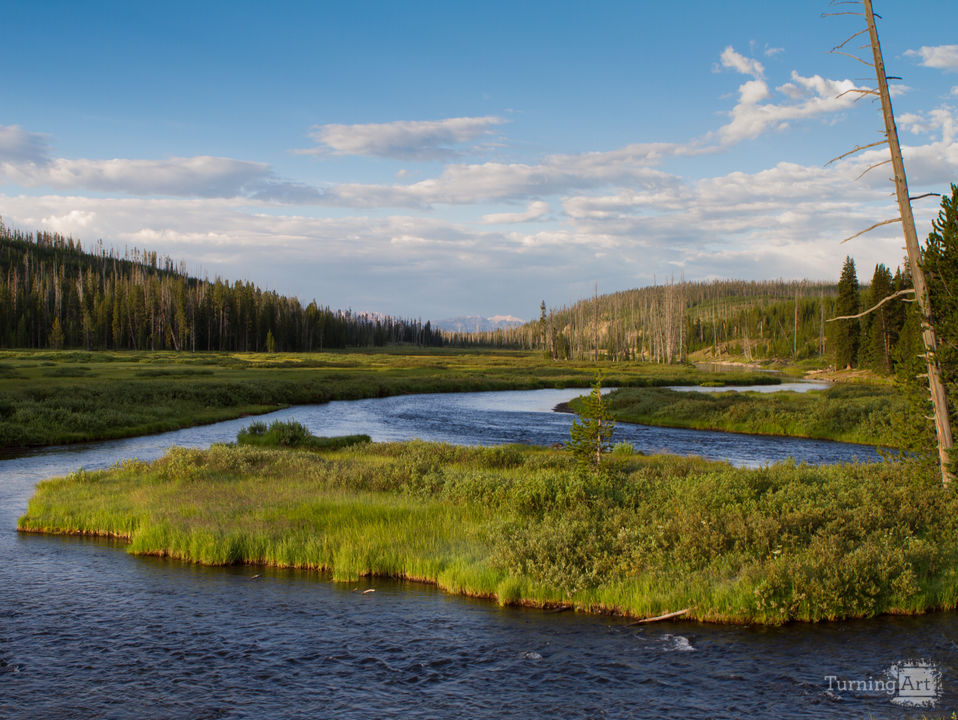 Tranquil Meadow