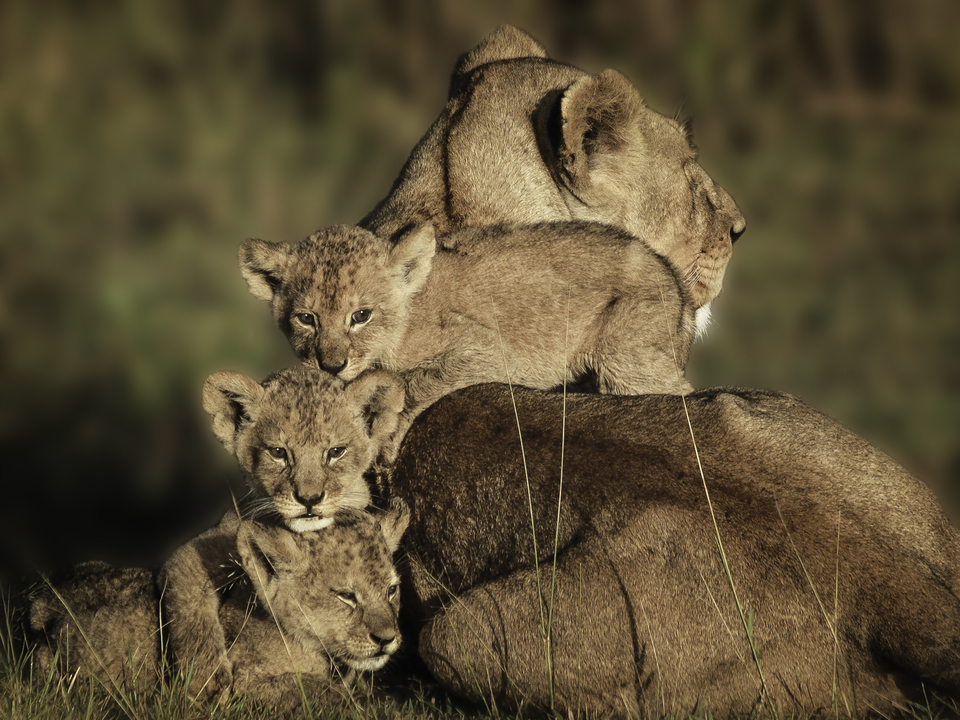 Close Family