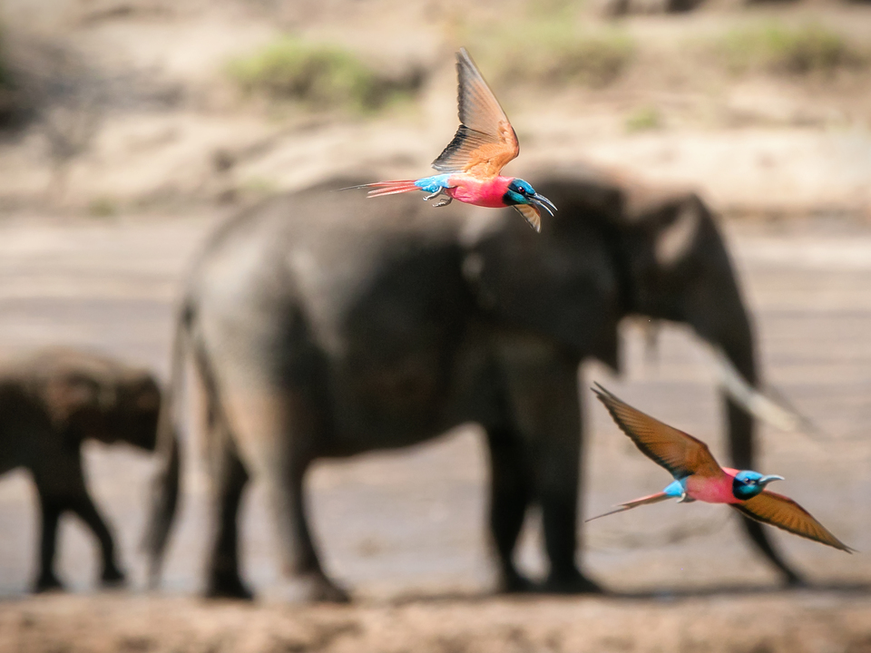 Carmine Bee Eaters with Elephants