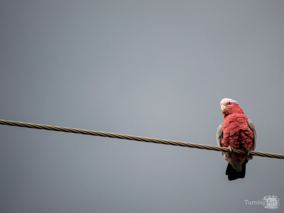 The urban parrot