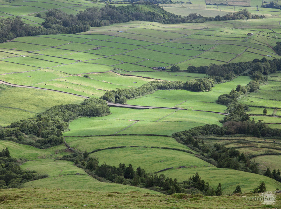 Azores pasture