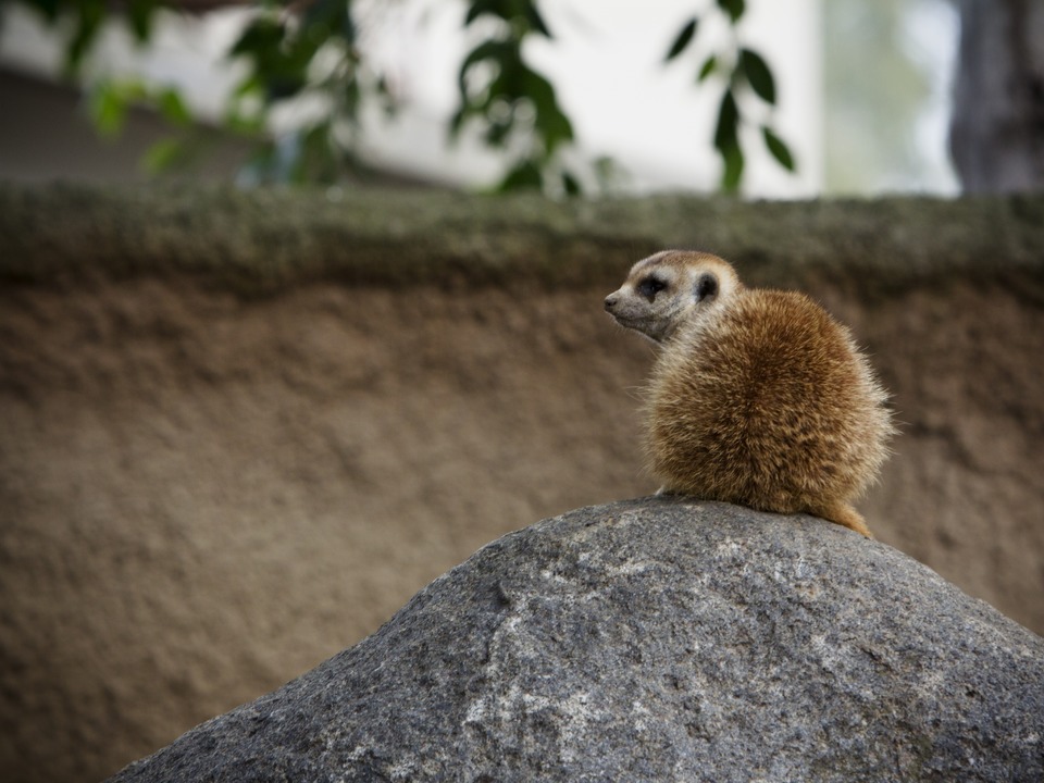 Meerkat