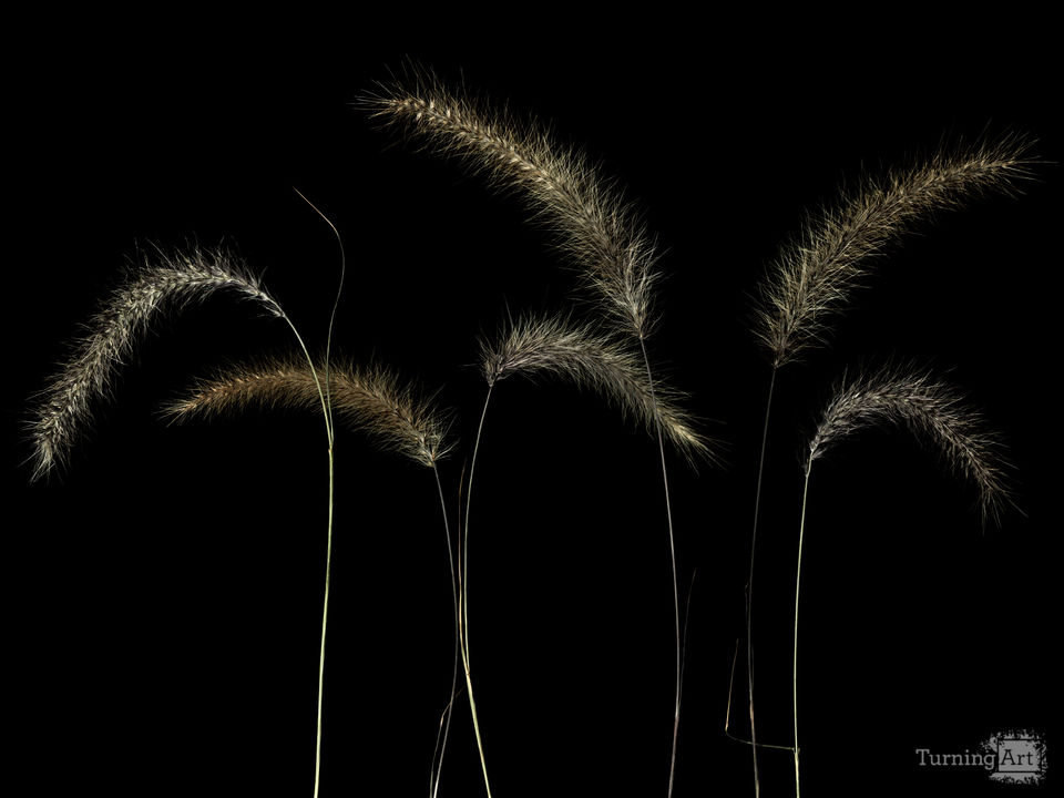 Six Foxtails