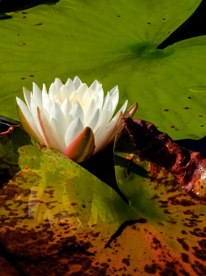 Lily Pad Flower II
