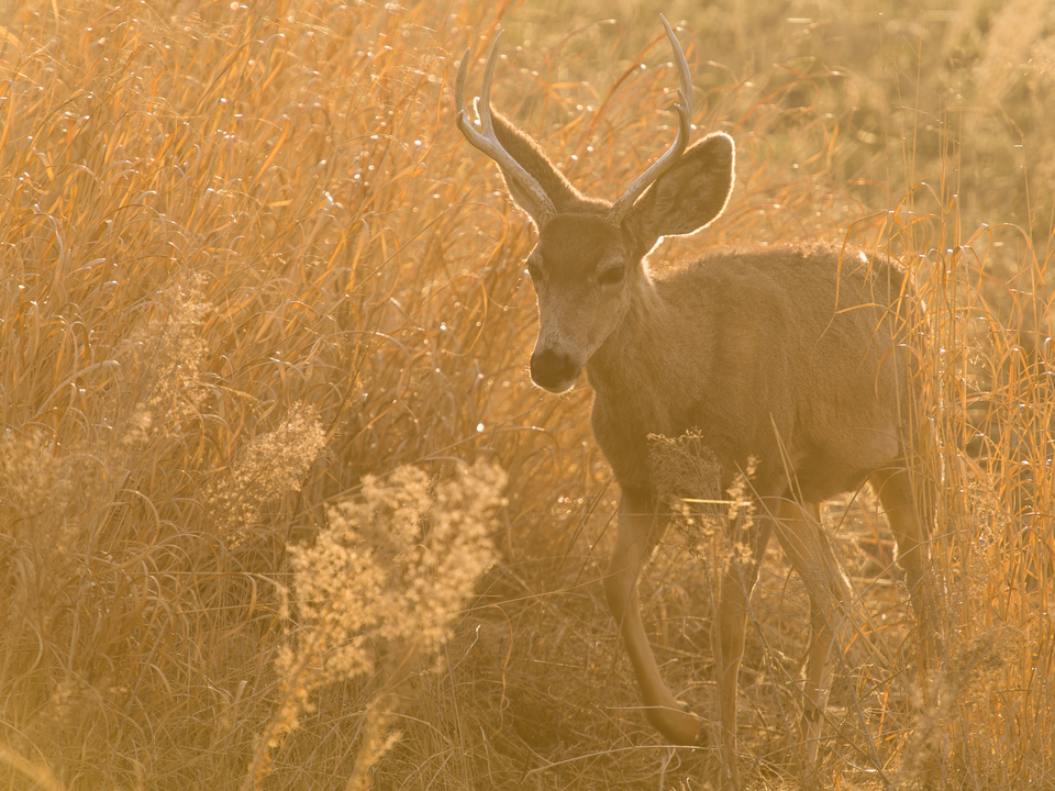 Out for a sunrise stroll