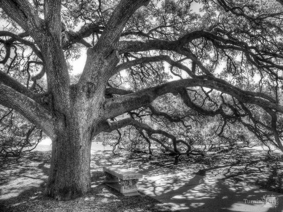 The Century Oak