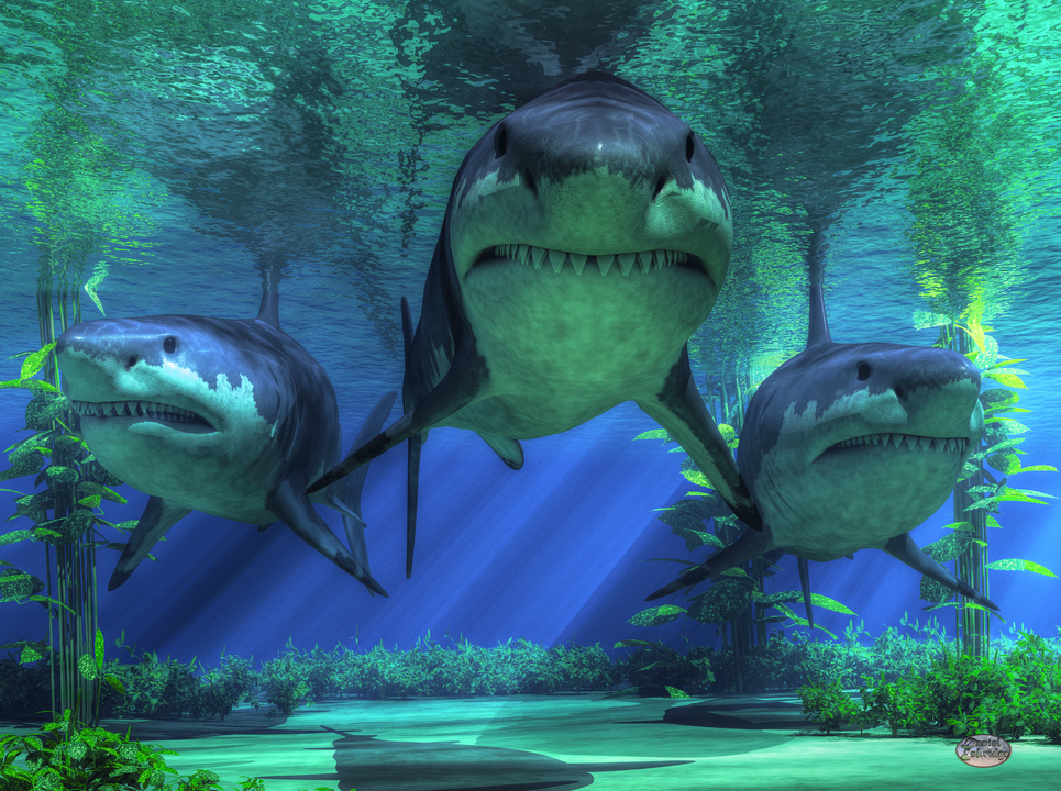 Three Sharks