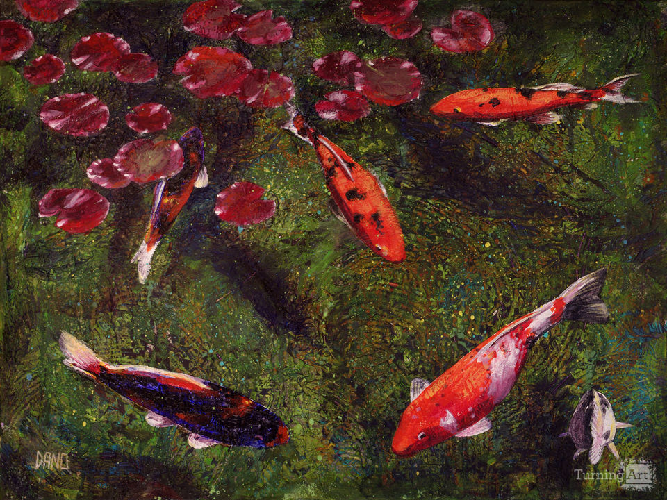 Koi Fish Swimming at Volunteer Park