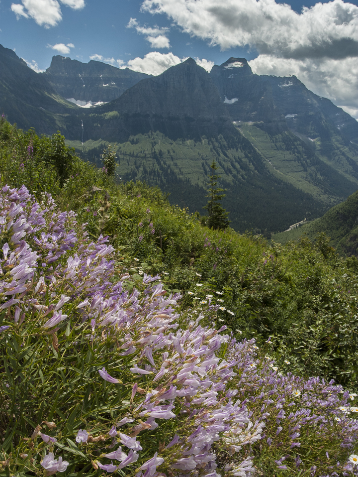 Wildflowers, Glacier National Park