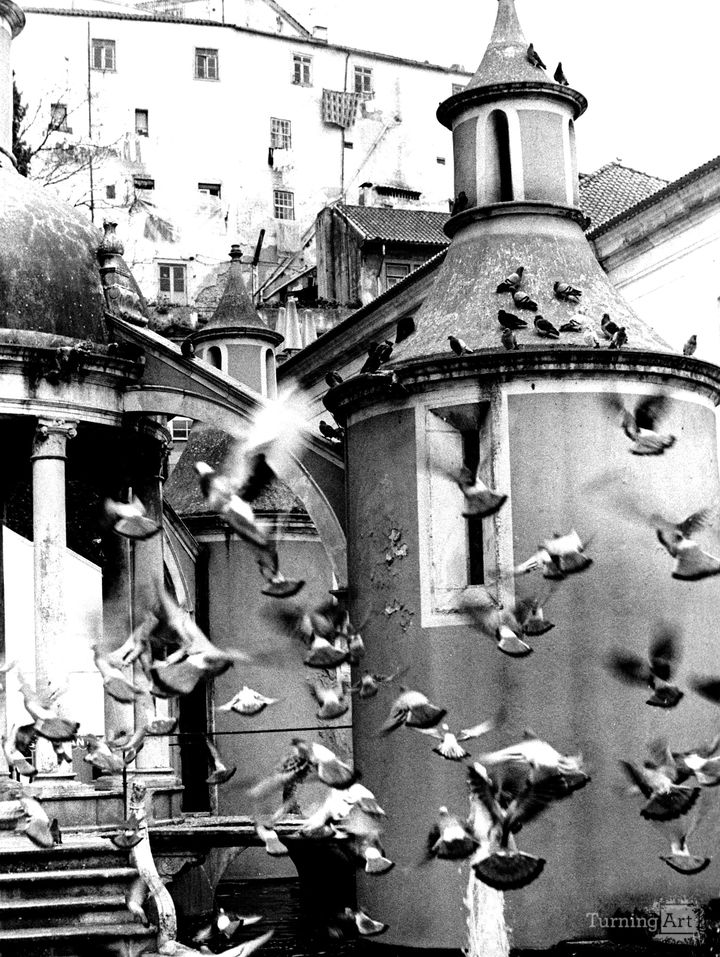 Birds Lisbon, Portugal