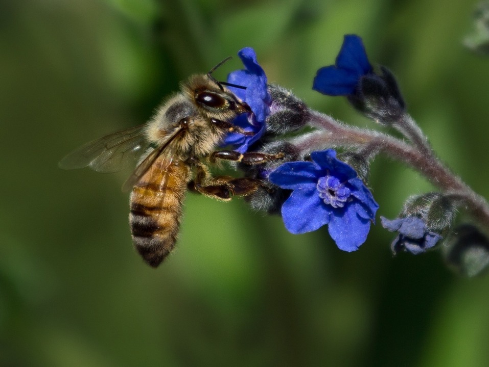 Bee on Blue Flower