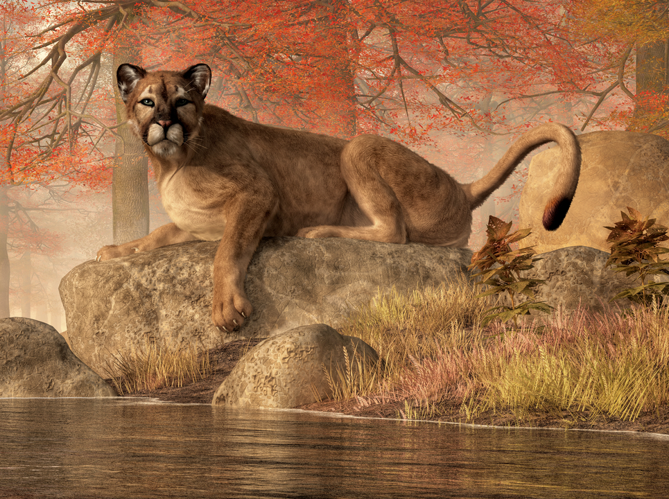 The Old Mountain Lion