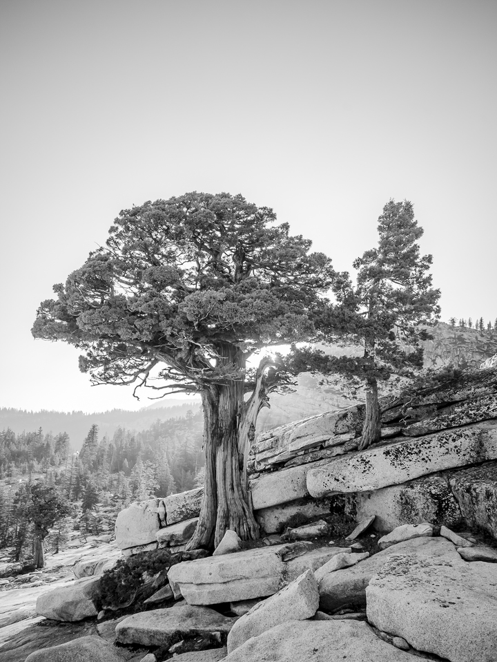 Juniper Pines in the Sierra