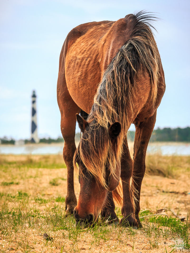 Wild Horses at Cape Lookout