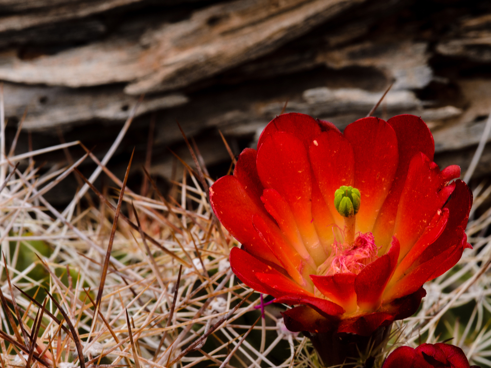 Flowering Cactus