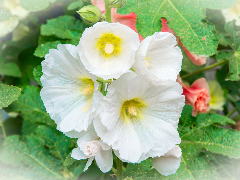 Harbor Springs Blossoms 02