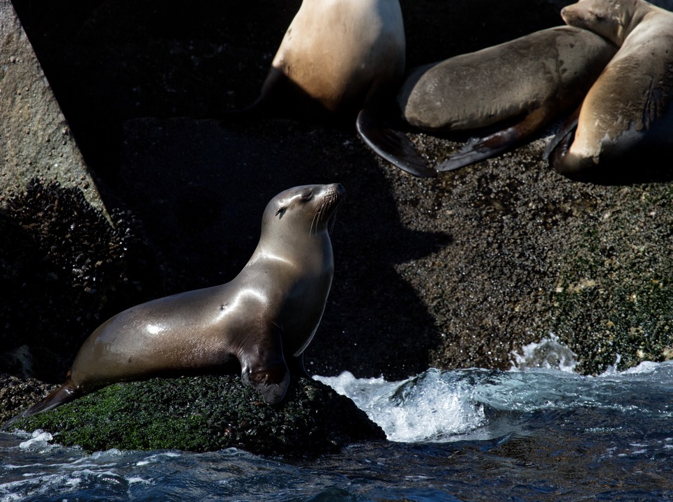Sea lion
