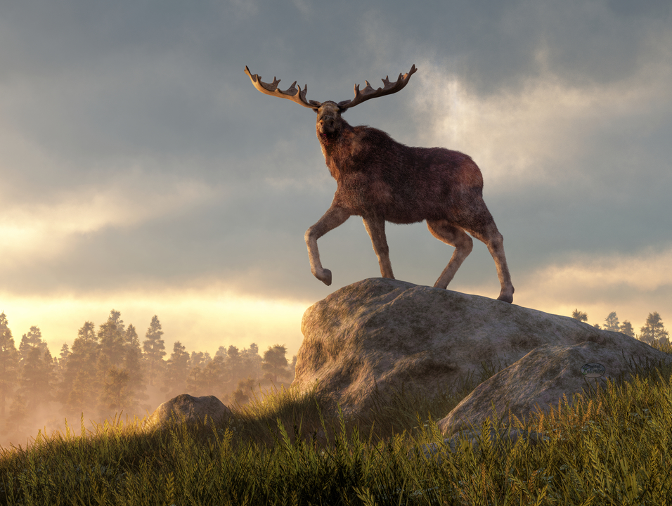 Moose at Dawn