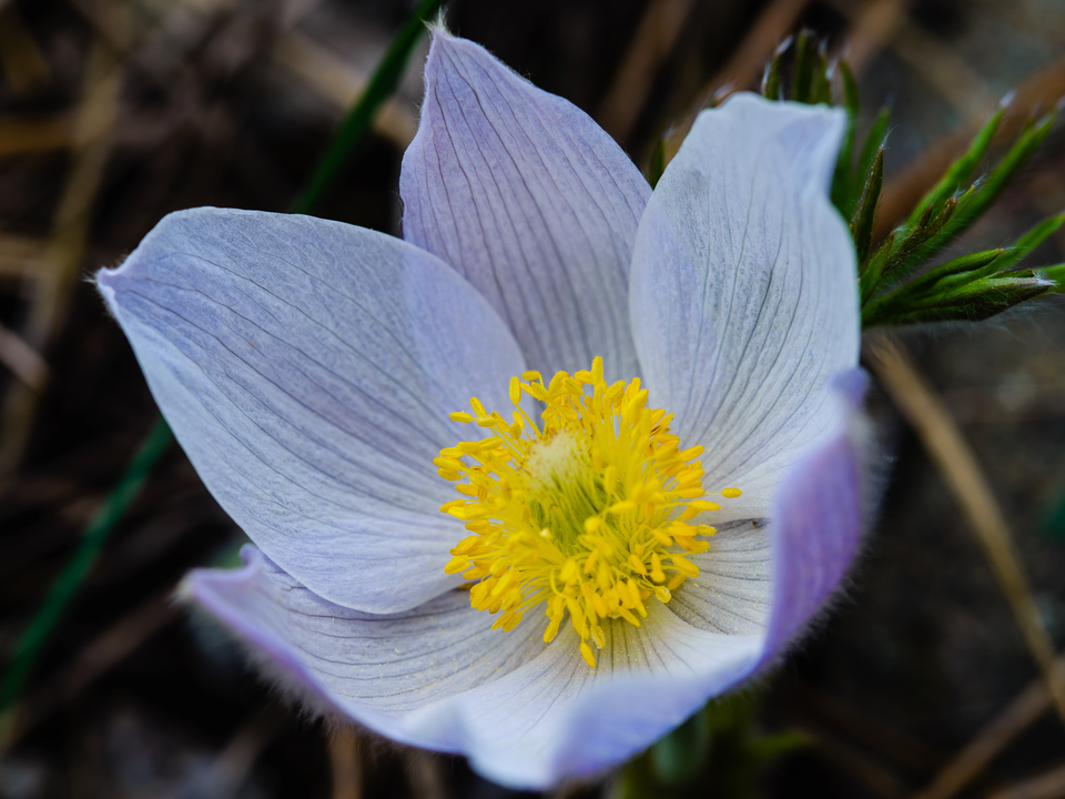 Pasque Flower