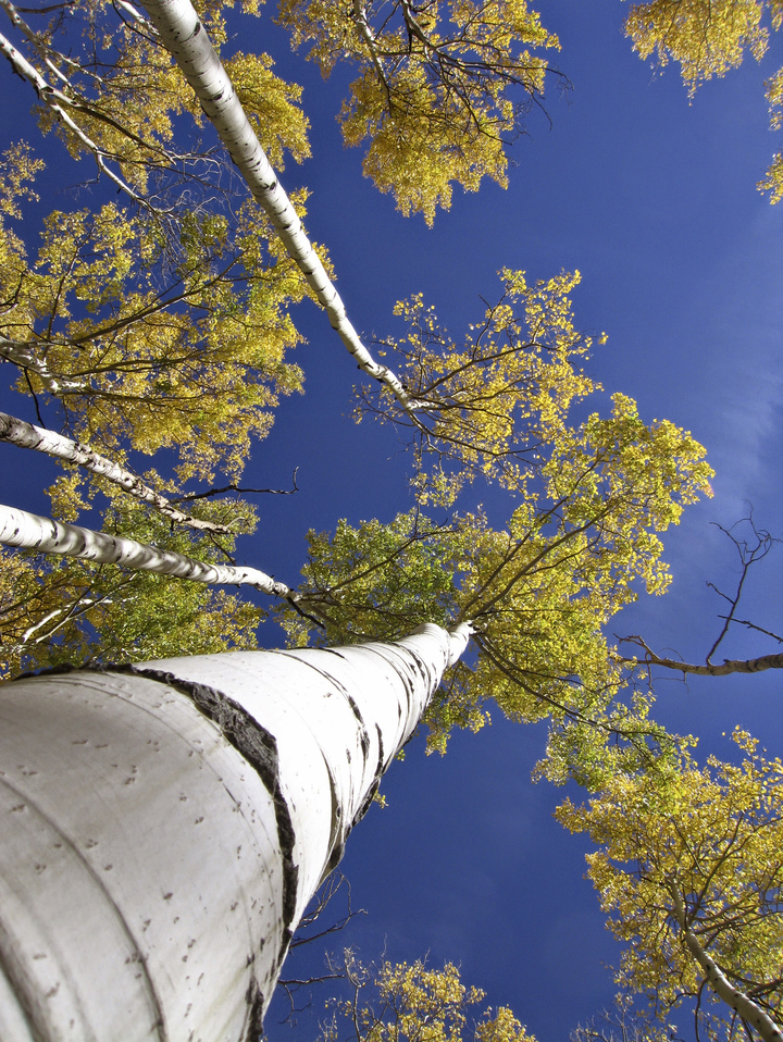 Bright Green Leaves On Aspen Trees