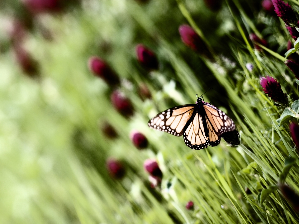 Monarch Butterfly #07