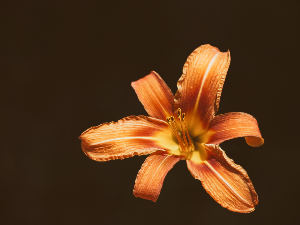 An Orange Lily