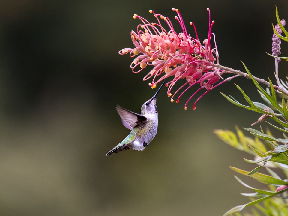 Hummer in Spotlight