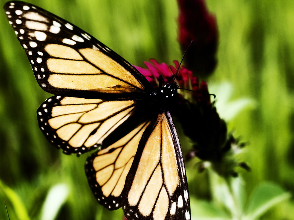 Monarch Butterfly #11