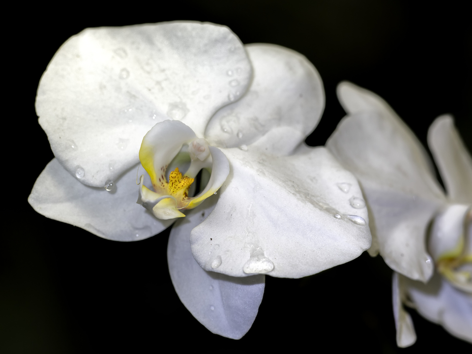 White Orchid