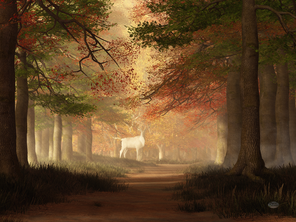 The White Elk